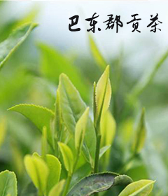 巴东郡贡茶